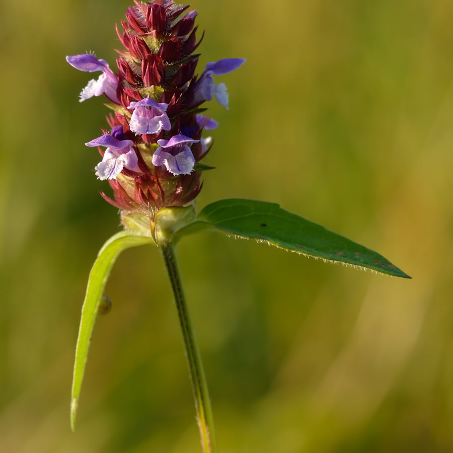 Gewone brunel (Prunella vulgaris) zaden