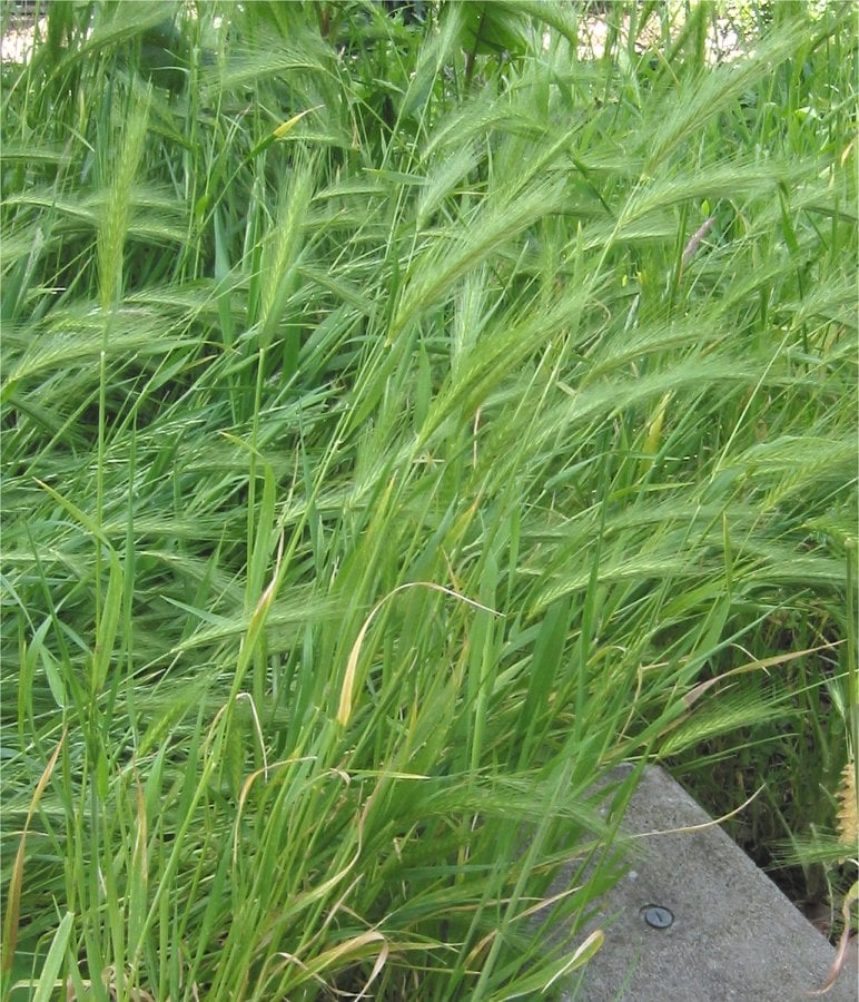 Kruipertje (Hordeum murinum) zaden