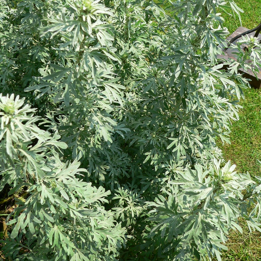 Absintalsem (Artemisia absinthium) zaden