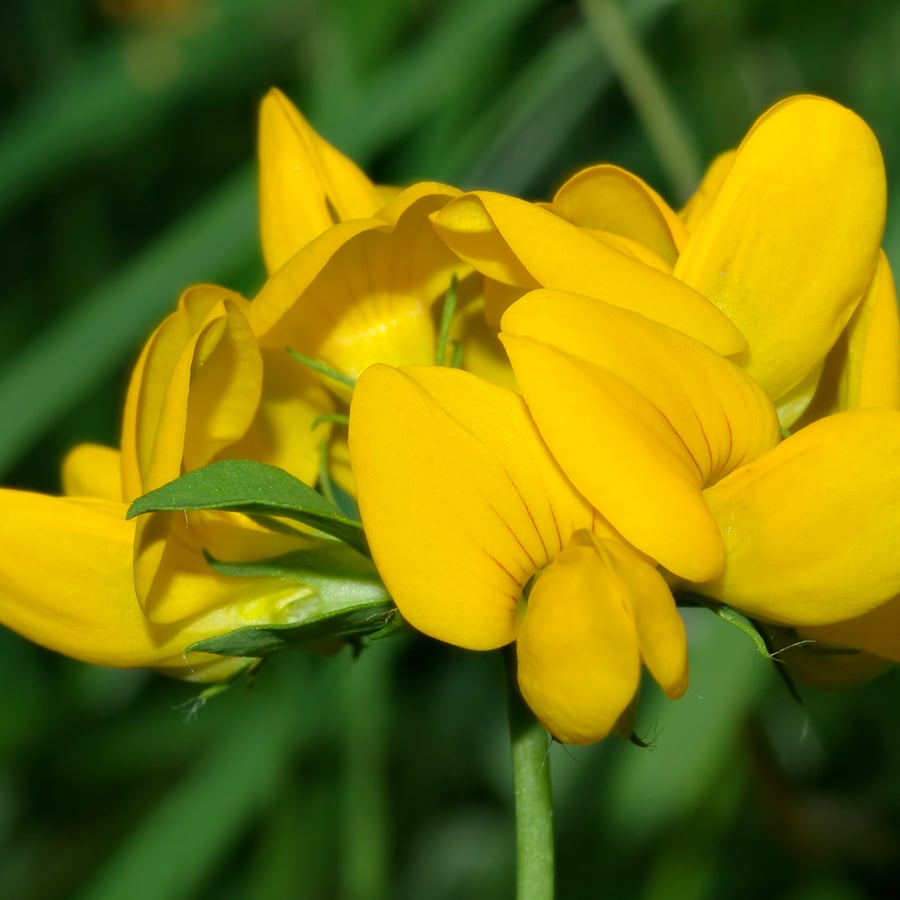 Moerasrolklaver (Lotus pedunculatus) zaden