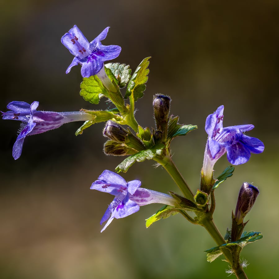 Hondsdraf (Glechoma hederacea) zaden