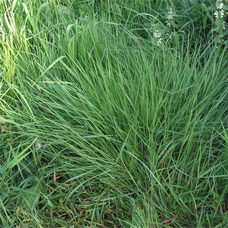 Gewoon struisgras (Agrostis capillaris) zaden