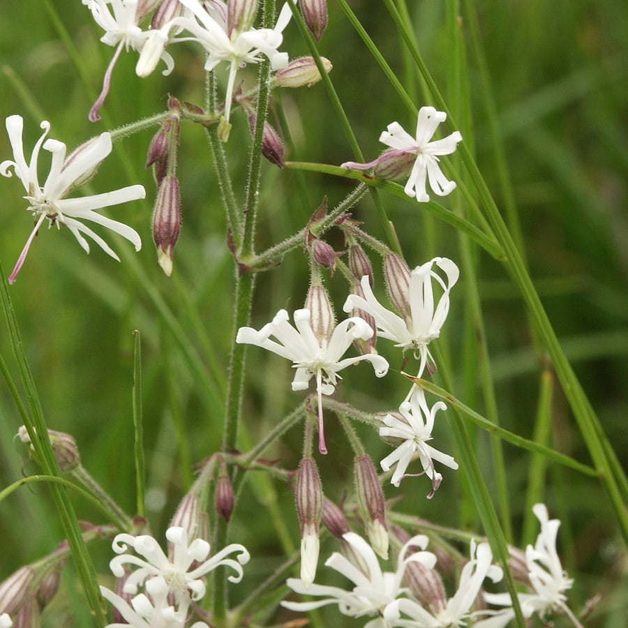 Nachtsilene (Silene nutans) zaden
