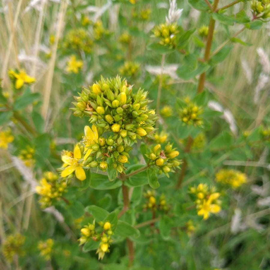 Gevleugeld hertshooi (Hypericum tetrapterum) zaden