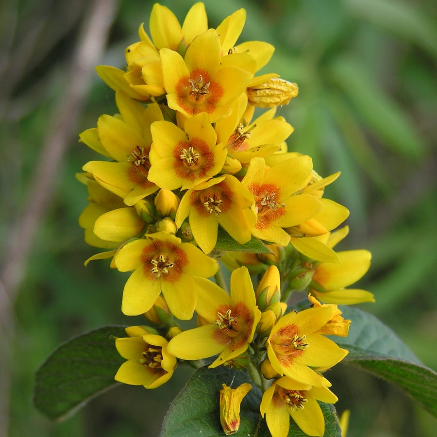 Grote wederik (Lysimachia vulgaris) zaden