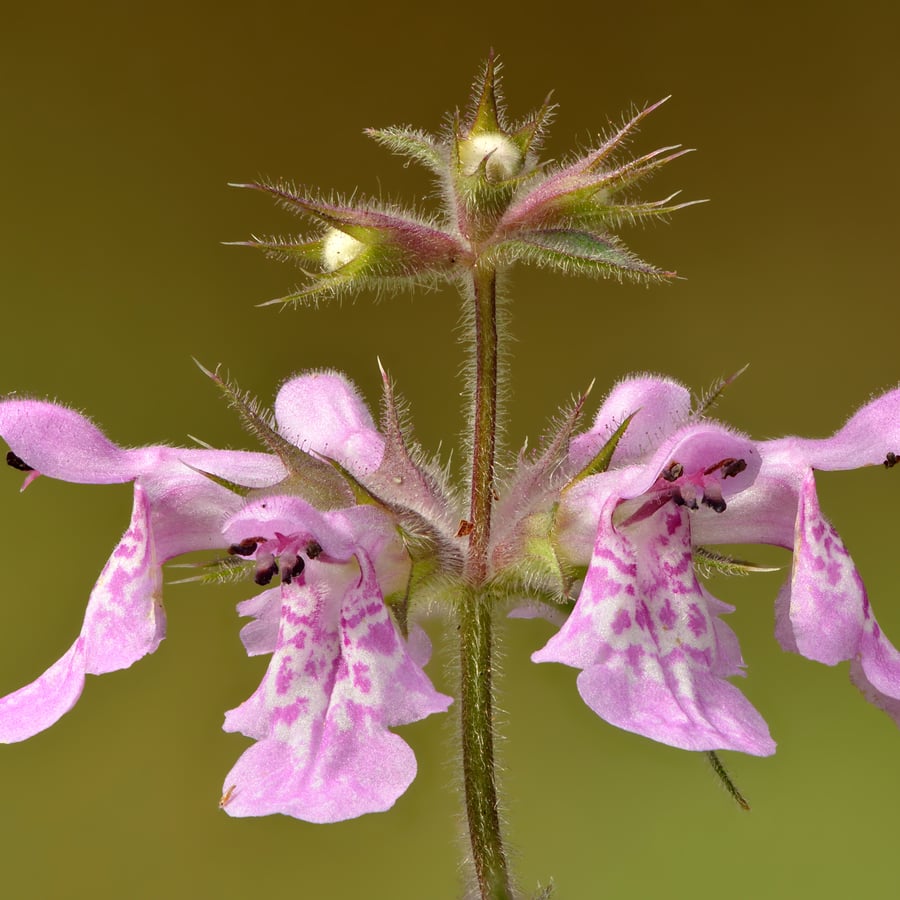 Moerasandoorn (Stachys palustris) zaden