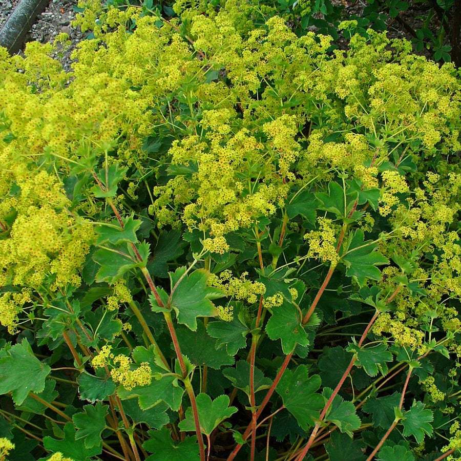 Geelgroene vrouwenmantel (Alchemilla xanthochlora) zaden