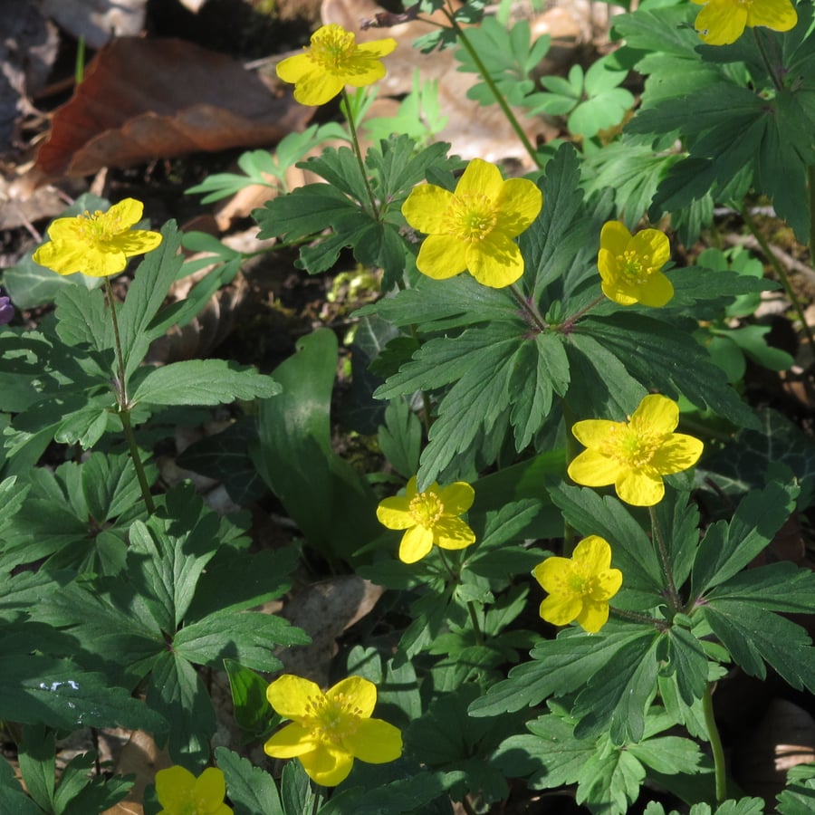 Gele anemoon (Anemone ranunculoides) zaden