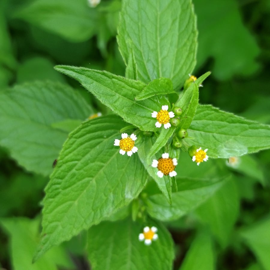 Kaal knopkruid (Galinsoga parviflora) zaden