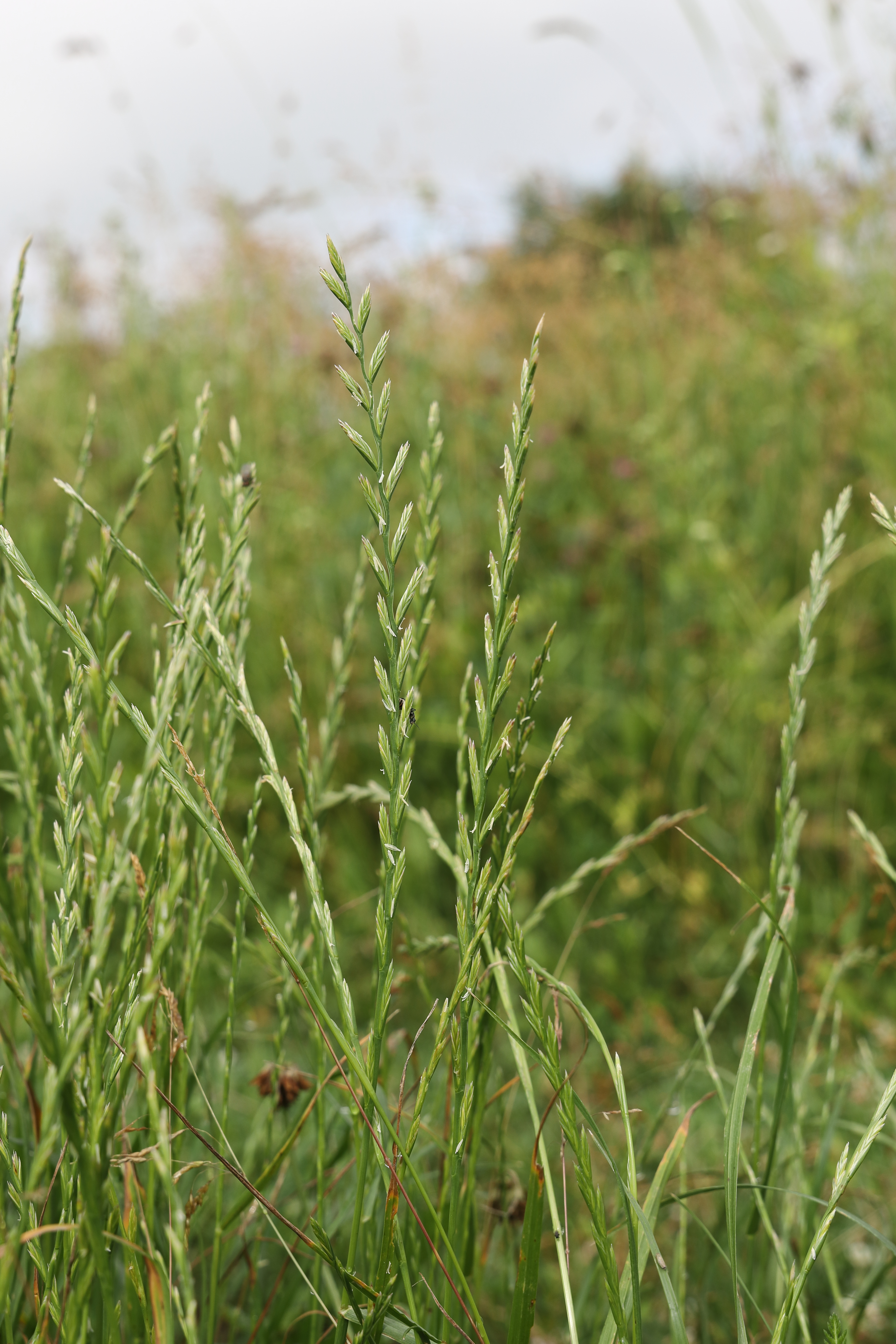 Engels raaigras (Lolium perenne) zaden