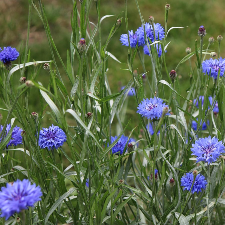 Korenbloem BIO (Centaurea cyanus) zaden