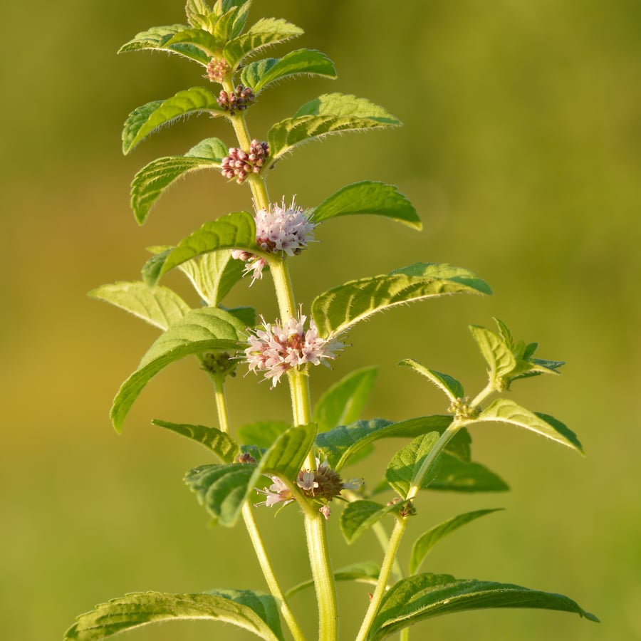 Akkermunt (Mentha arvensis) zaden