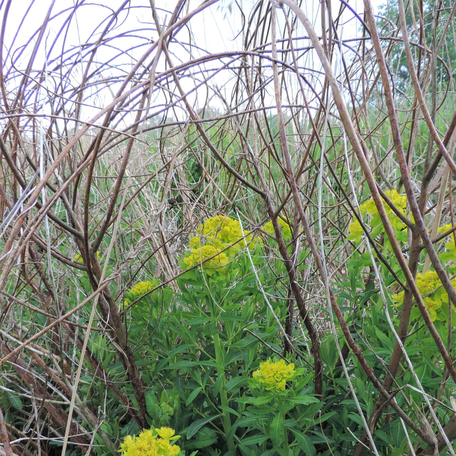 Moeraswolfsmelk (Euphorbia palustris) zaden