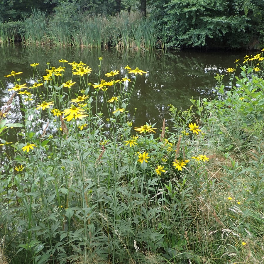 Slipbladige rudbeckia (Rudbeckia laciniata) zaden