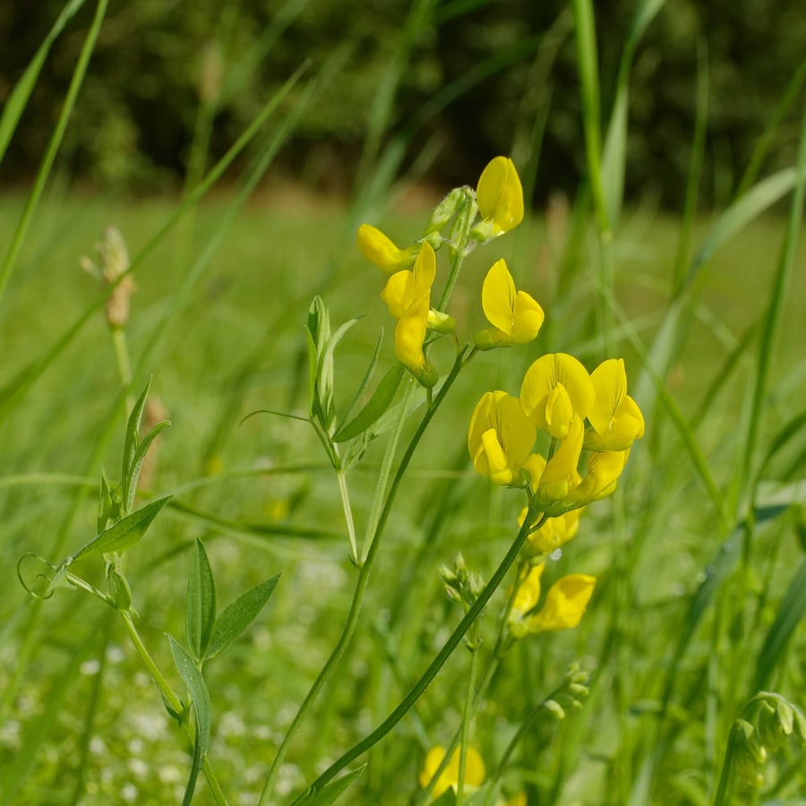 Veldlathyrus BIO (Lathyrus pratensis) zaden