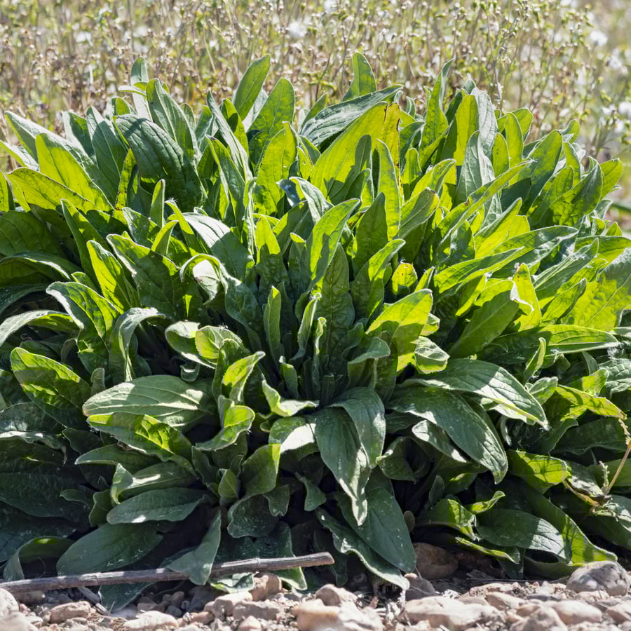 Veldzuring (Rumex acetosa) zaden