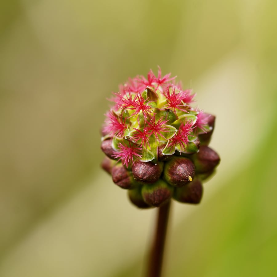 Kleine pimpernel BIO (Poterium sanguisorba ssp. sanguisorba) zaden