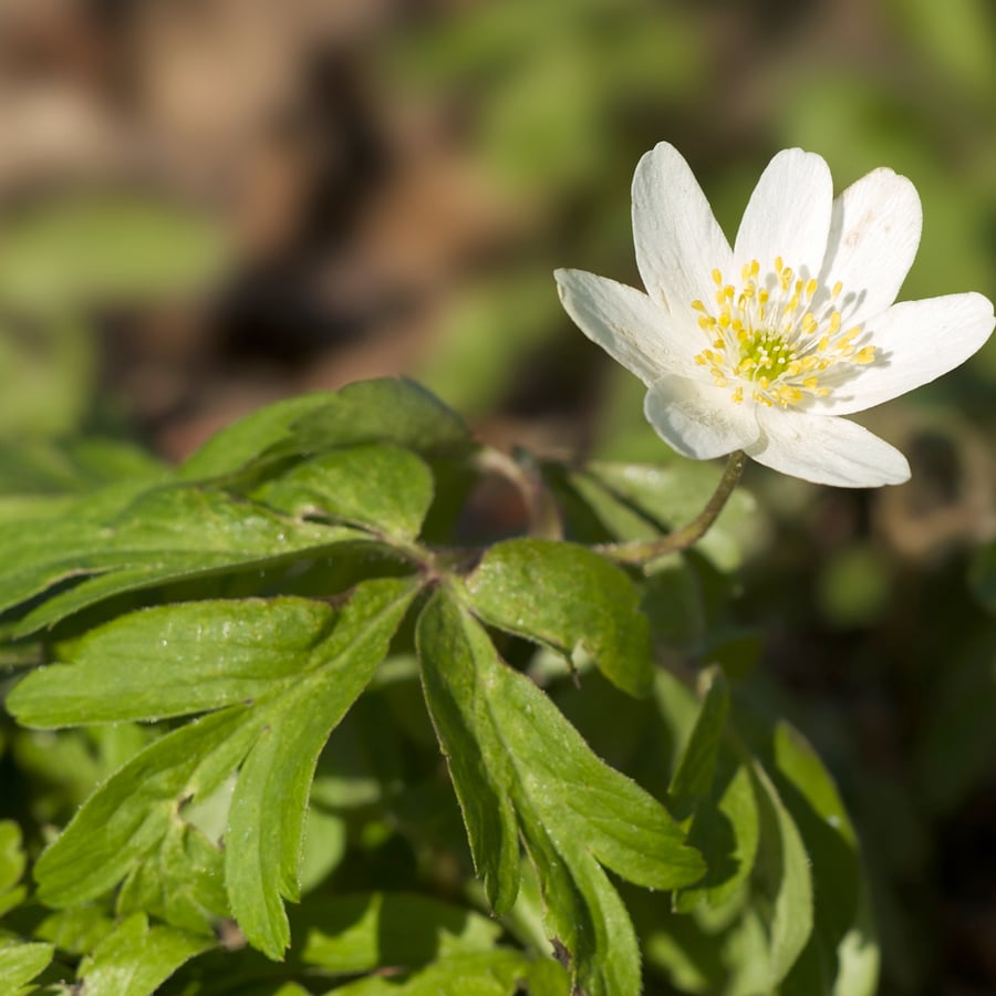 Bosanemoon (Anemone nemerosa) zaden