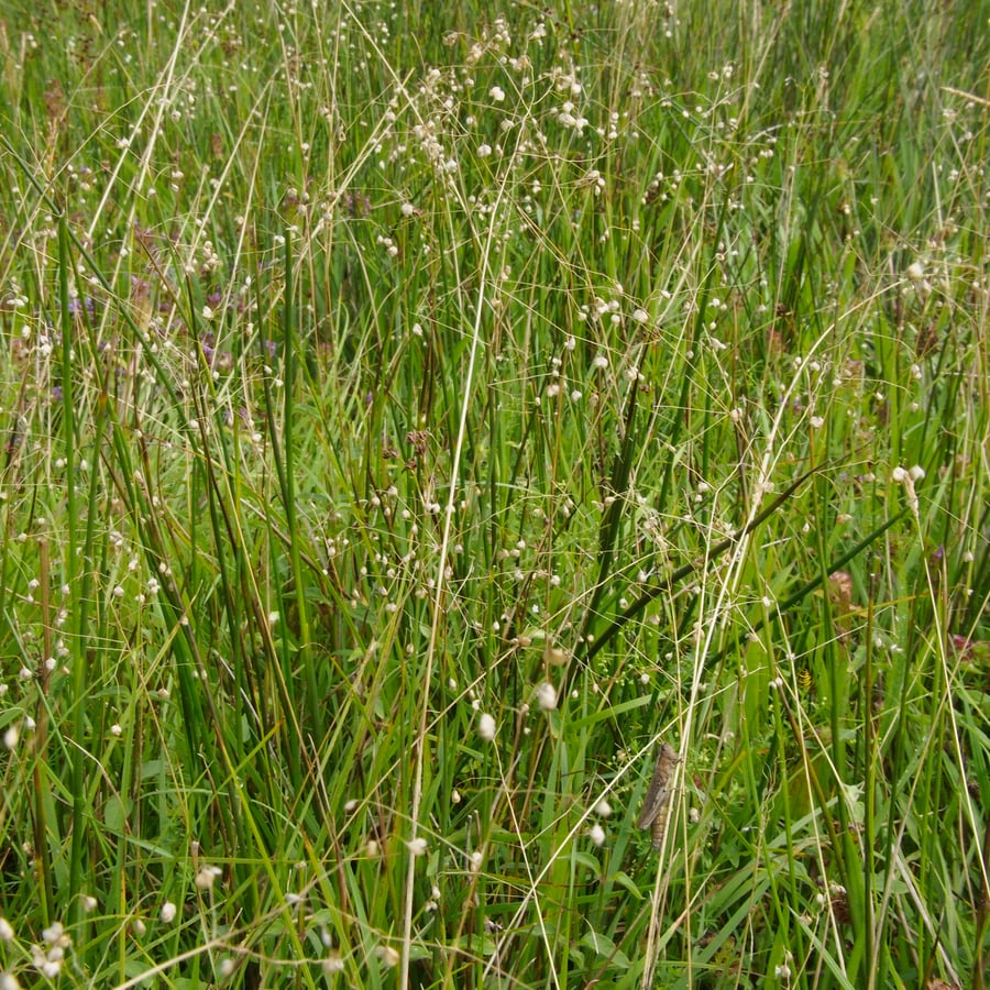 Bevertjes (Briza media) zaden