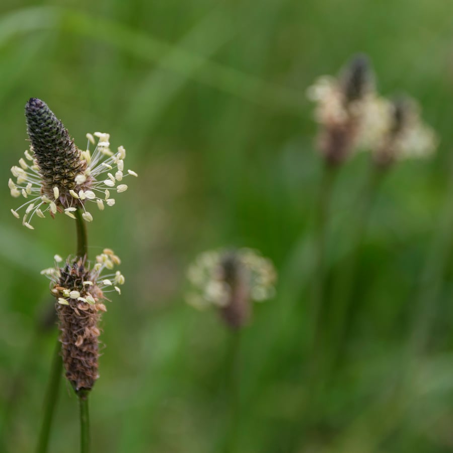 Smalle weegbree BIO (Plantago lanceolata) zaden