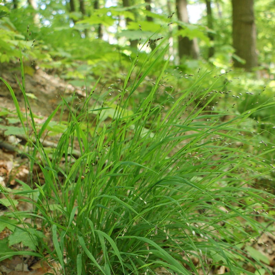 Eenbloemig parelgras (Melica uniflora) zaden