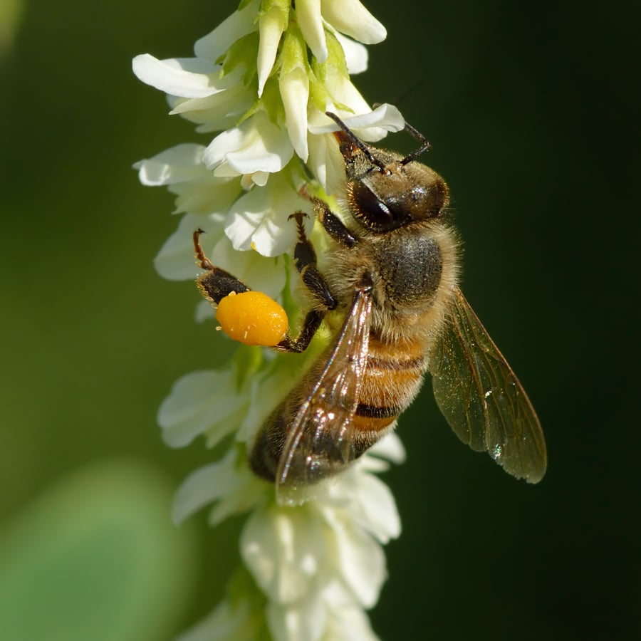 Witte honingklaver (Melilotus albus) zaden