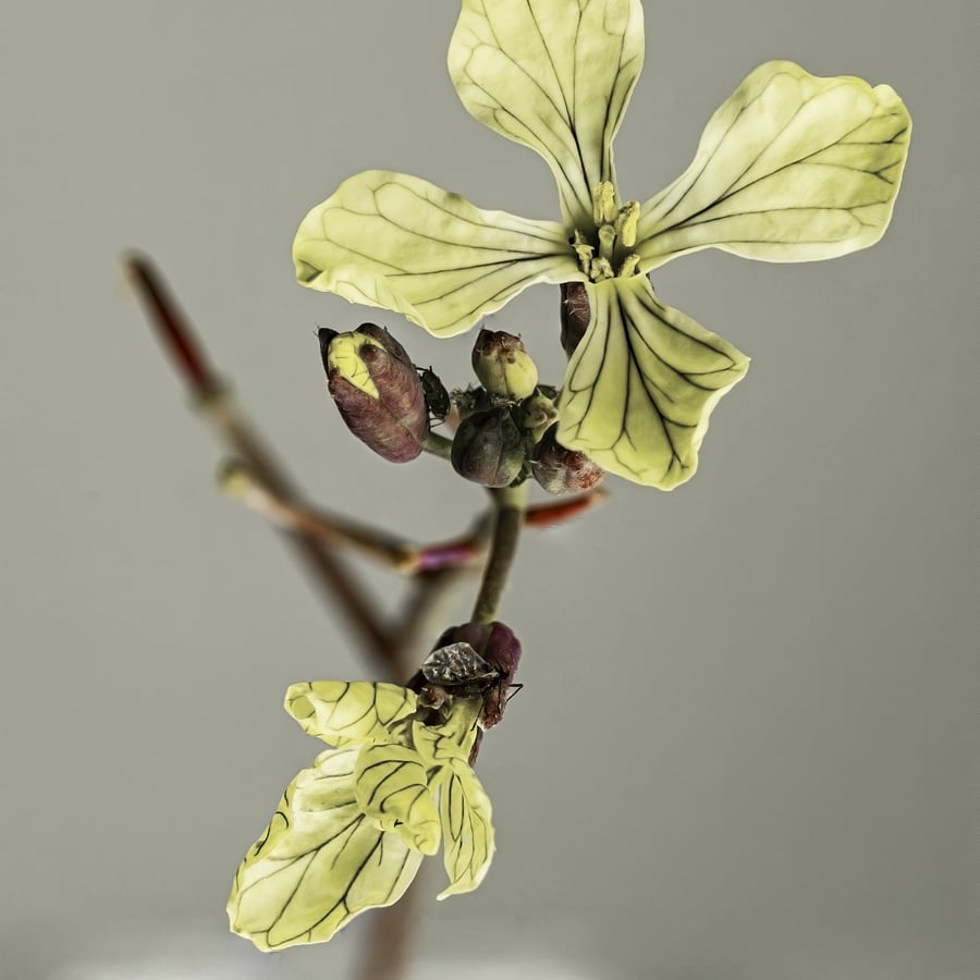 Knopherik (Raphanus raphanistrum) zaden