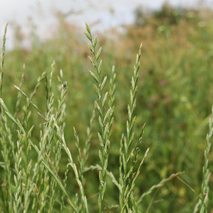 Engels raaigras BIO (Lolium perenne) zaden