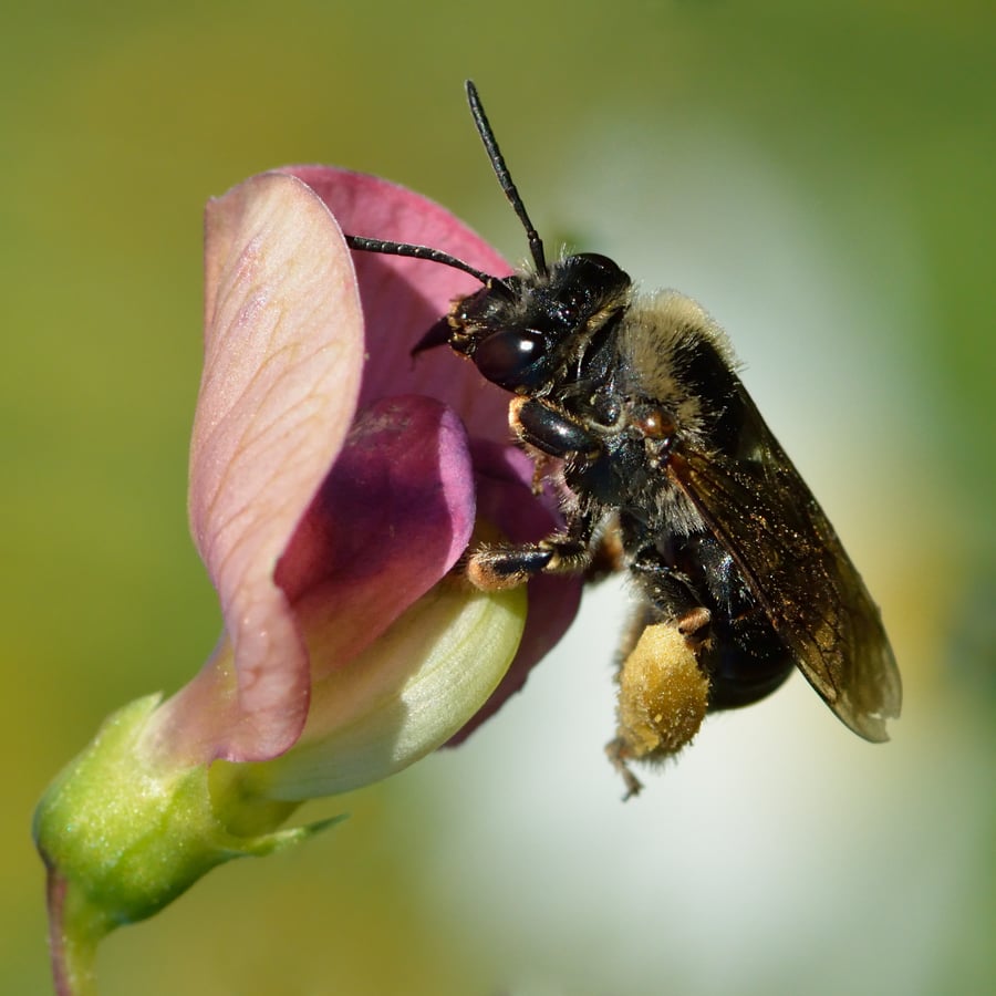 Boslathyrus (Lathyrus sylvestris) zaden