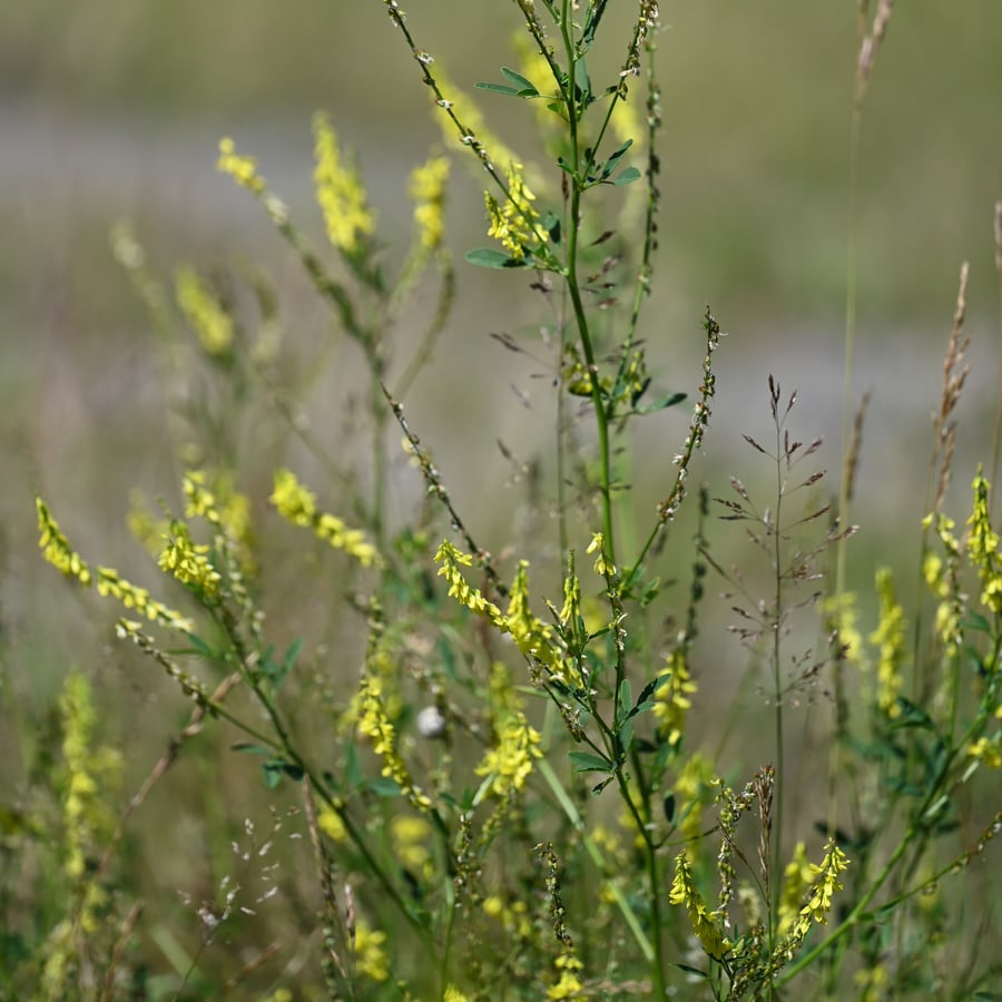 Citroengele honingklaver (Melilotus officinalis) zaden