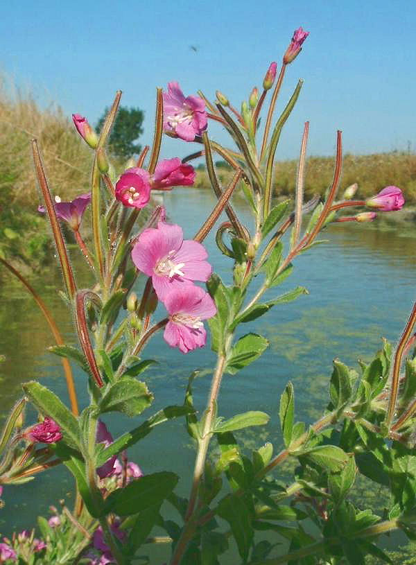 Harig wilgenroosje (Epilobium hirsutum) zaden