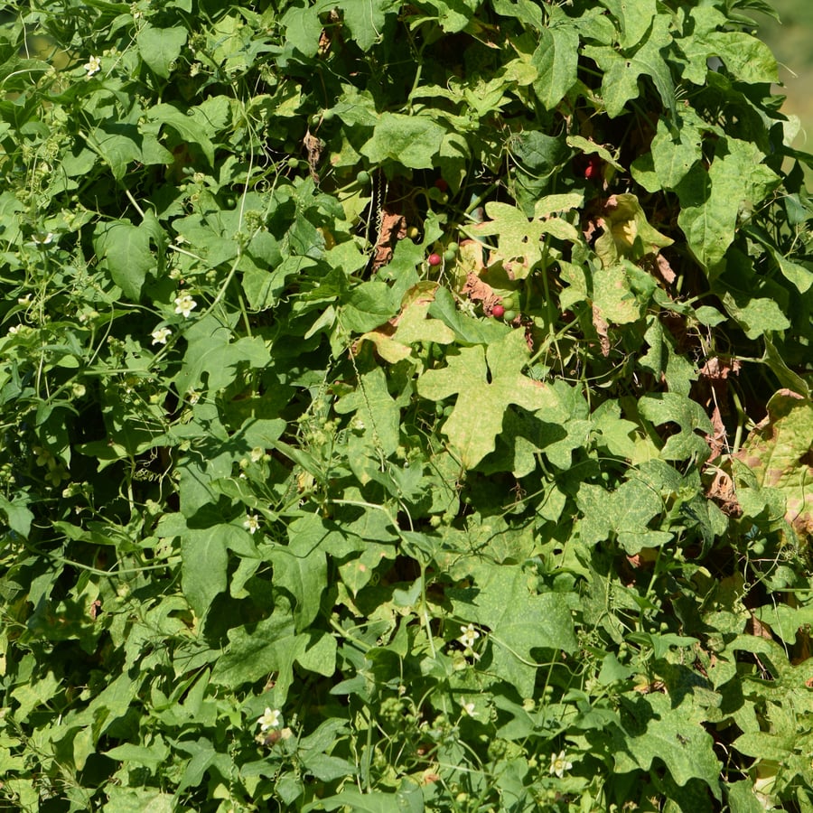 Heggenrank (Bryonia dioica) zaden