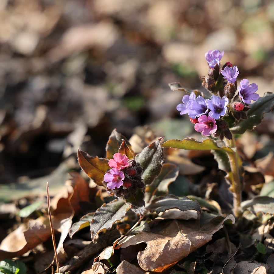 Gevlekt longkruid (Pulmonaria officinalis) zaden