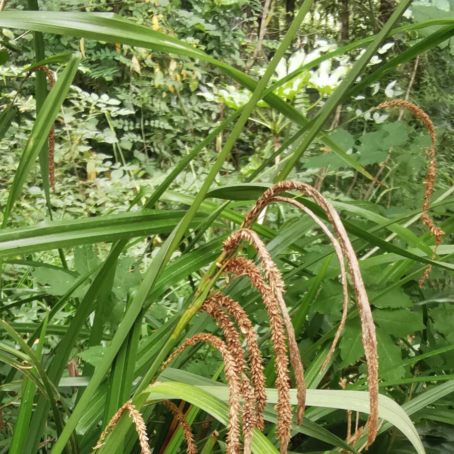 Hangende zegge (Carex pendula) zaden