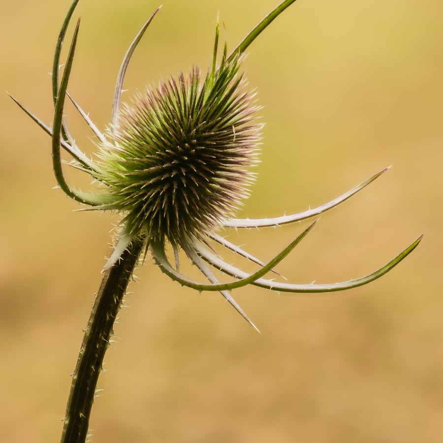 Grote kaardenbol (Dipsacus fullonum) zaden