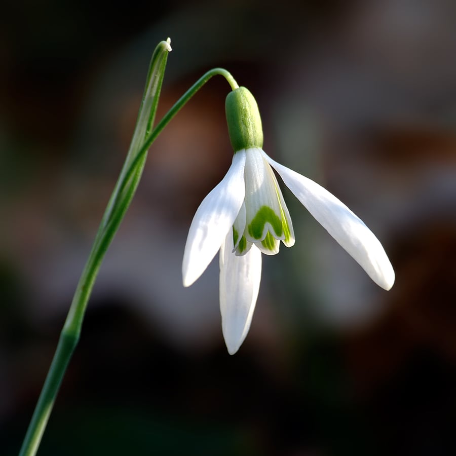 Sneeuwklokje (Galanthus nivalis) zaden