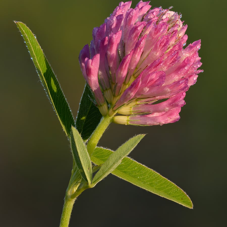 Bochtige klaver (Trifolium medium) zaden