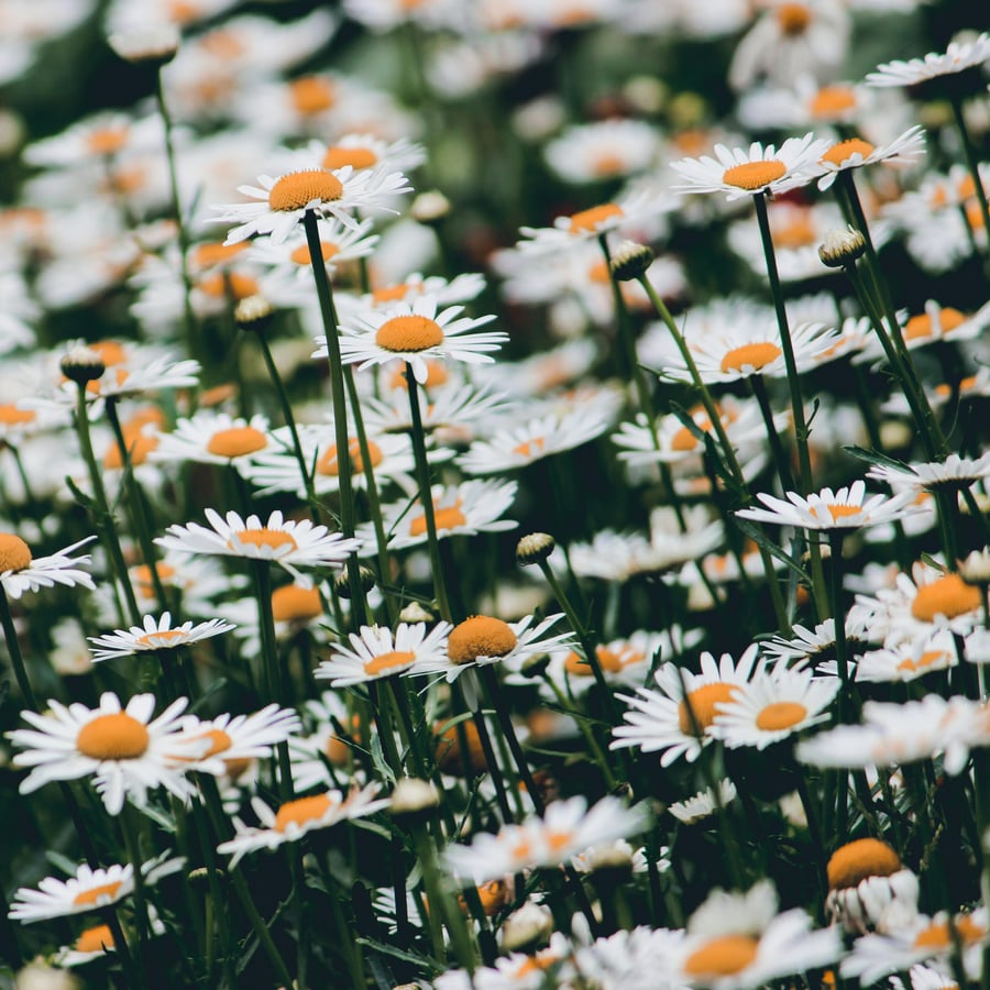 Gewone margriet BIO (Leucanthemum vulgare) zaden