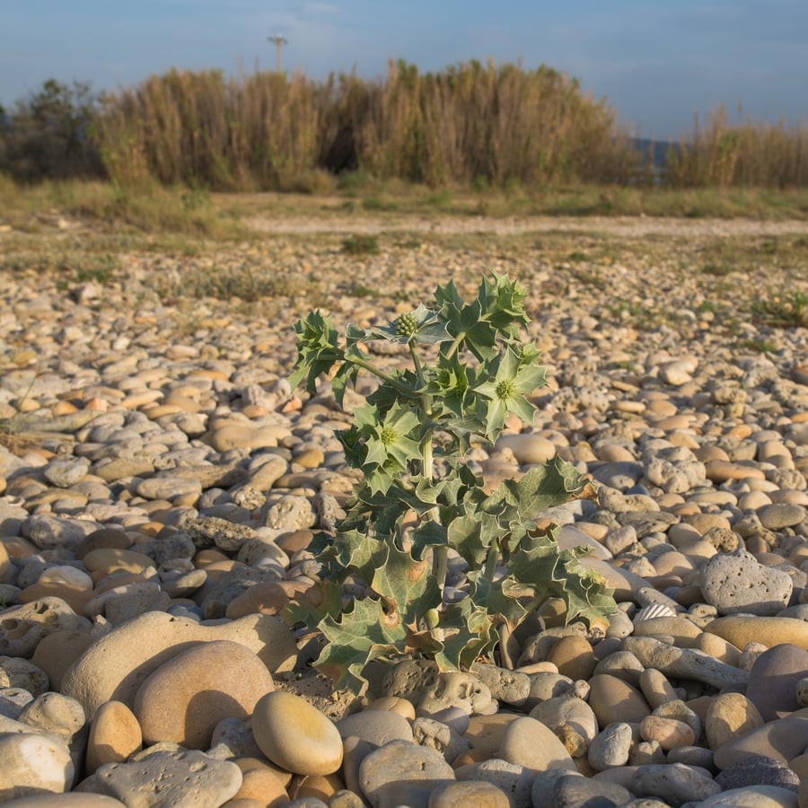 Blauwe zeedistel (Eryngium maritimum) zaden