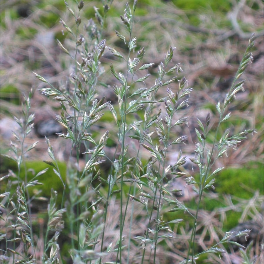 Schapengras (Festuca ovina) zaden
