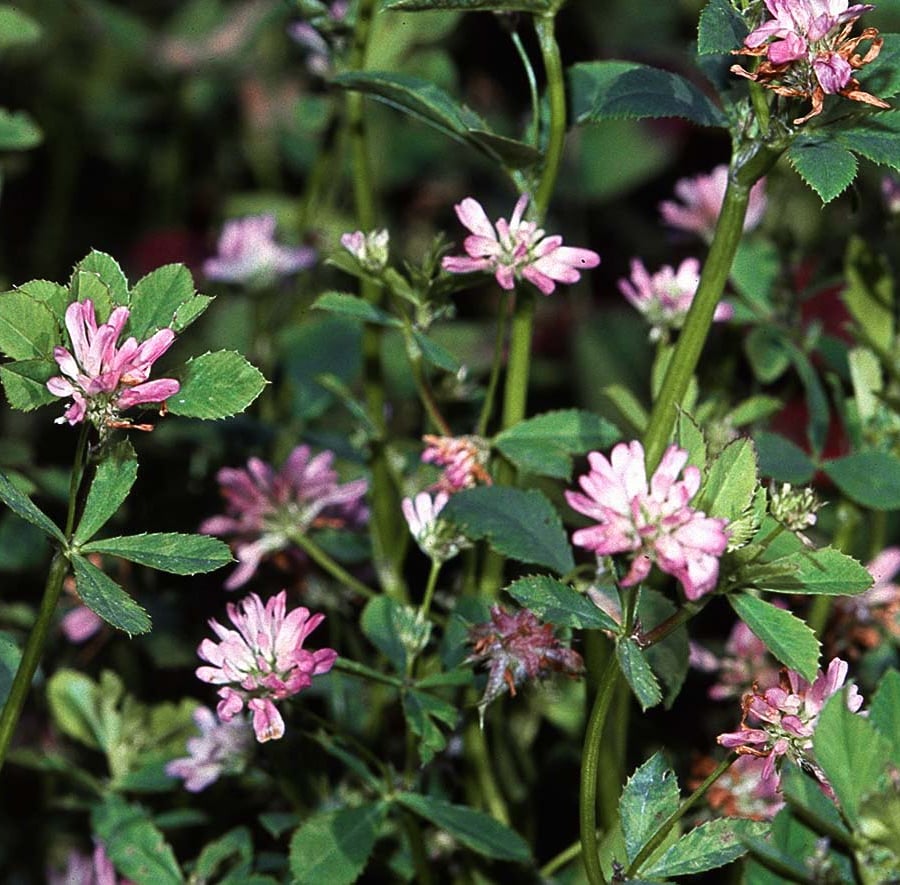 Perzische klaver (Trifolium resupinatum) zaden