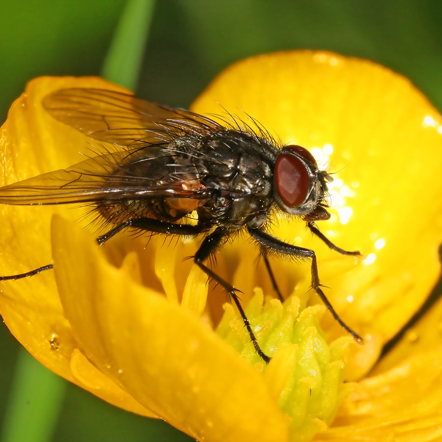 Scherpe boterbloem (Ranunculus acris) zaden
