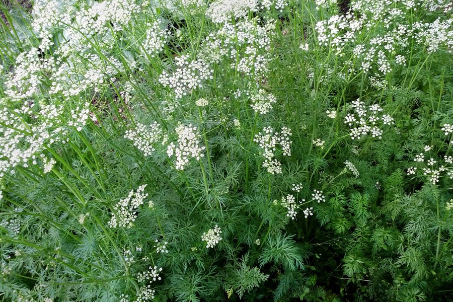 Komijn (Cuminum cyminum) zaden