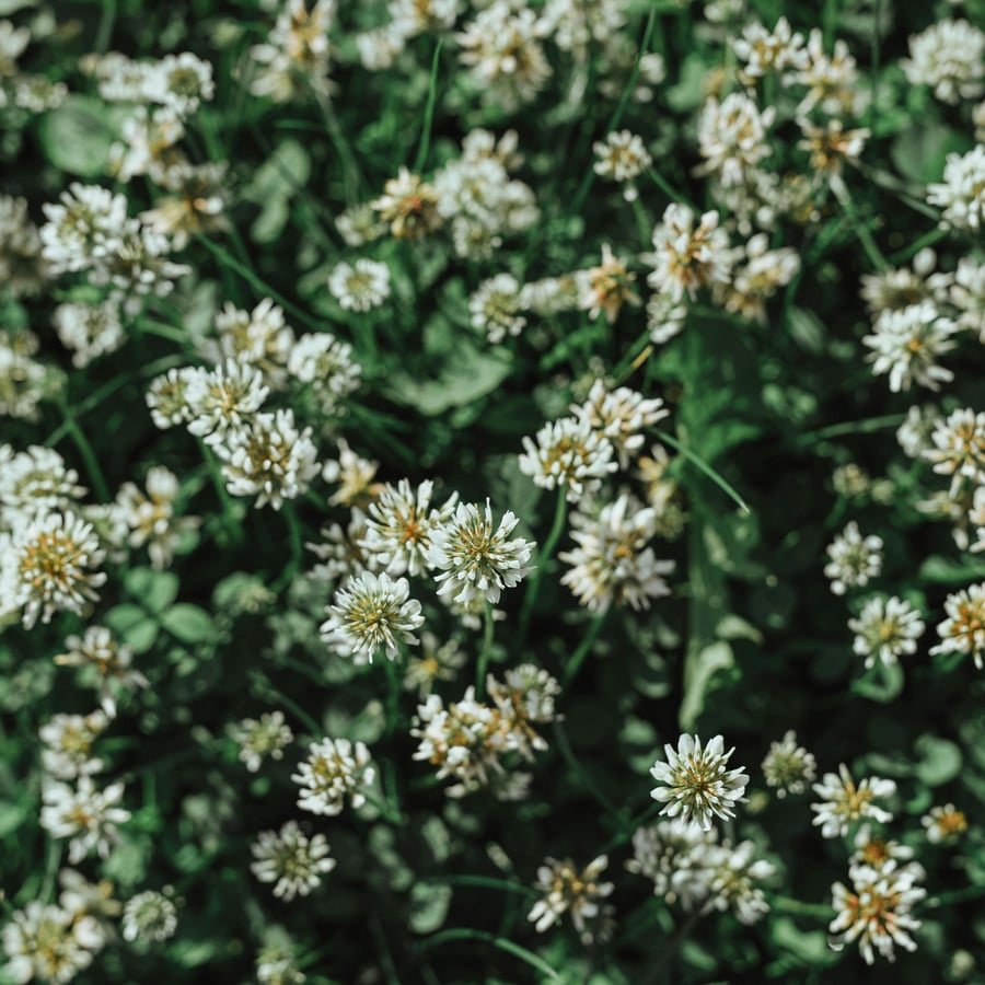 Witte klaver BIO (Trifolium repens) zaden