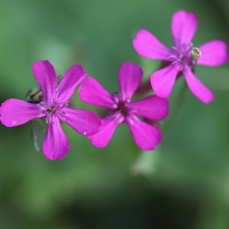 Pekbloem (Silene armeria) zaden