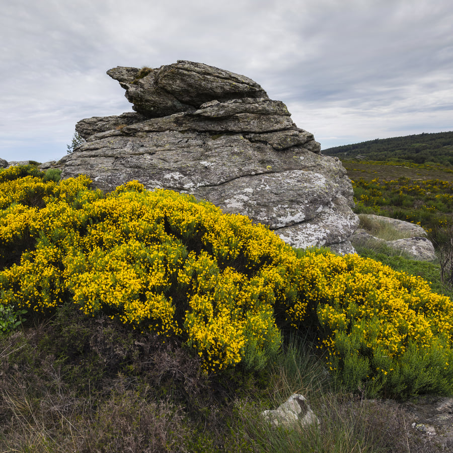 Brem (Cytisus scoparius) zaden