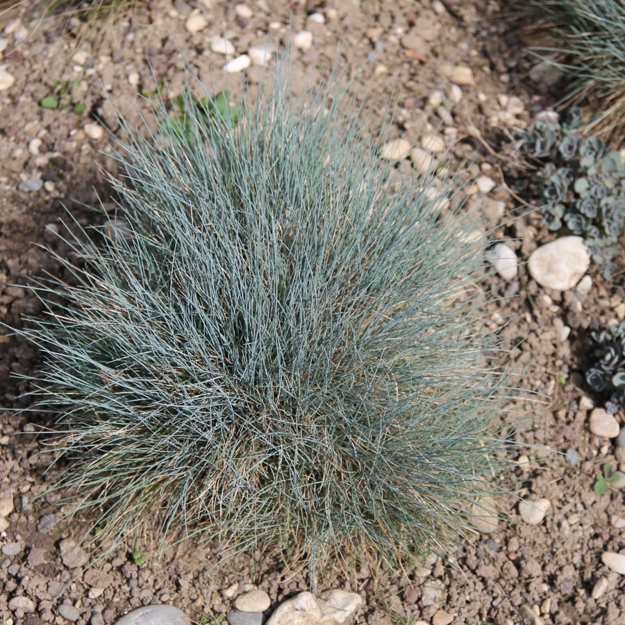 Blauw zwenkgras (Festuca glauca) zaden