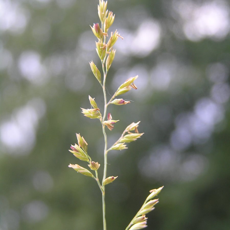 Fijn schapengras (Festuca filiformis) zaden
