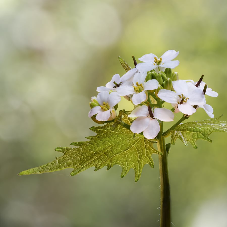 Look-zonder-look (Alliaria petiolata) zaden