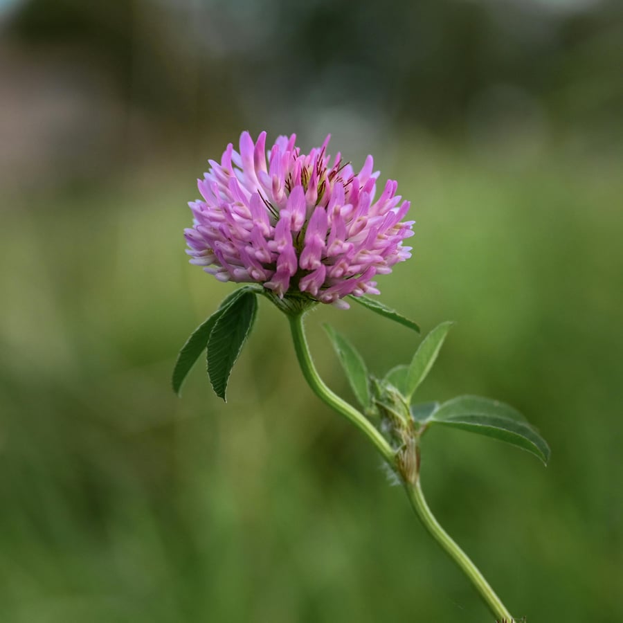 Rode klaver BIO (Trifolium pratense) zaden